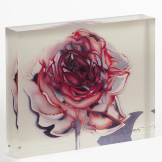 τριαντάφυλλο-χρίστος-καράς-πλέξιγκλας