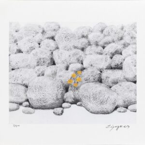 πέτρες-με-κίτρινο-λουλούδι-σωτήρης-σόρογκας πέτρες-με-κίτρινο-λουλούδι-σωτήρης-σόρογκας